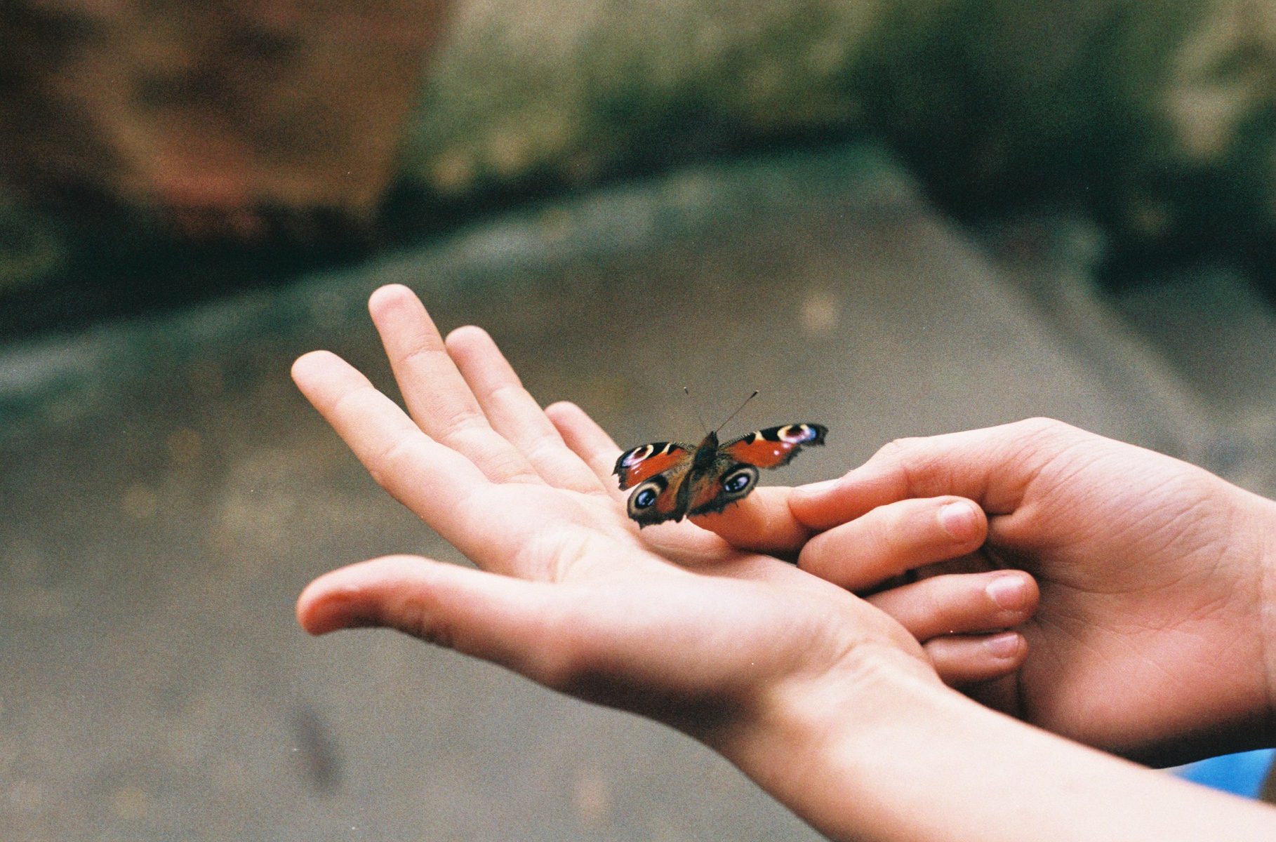 holding a butterfly, flikr / barbara w